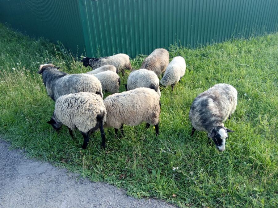 Куплю овец ягнят. Расцветка романовских овец. Романовские бараны в 7 месяцев. Изделия из Романовской овцы. Фото Романовской овцы в поле.